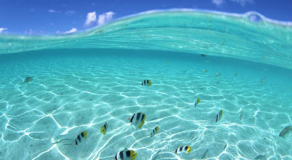 Image of tropical fish swimming in brilliant turquoise waters.